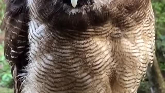 Owl Winks Back: Who Won The Starring Contest?