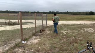 Dutch Shepherd puppy’s