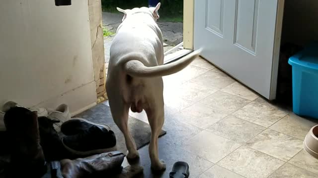 This Adorable Little Helper Loves To Bring In The Groceries