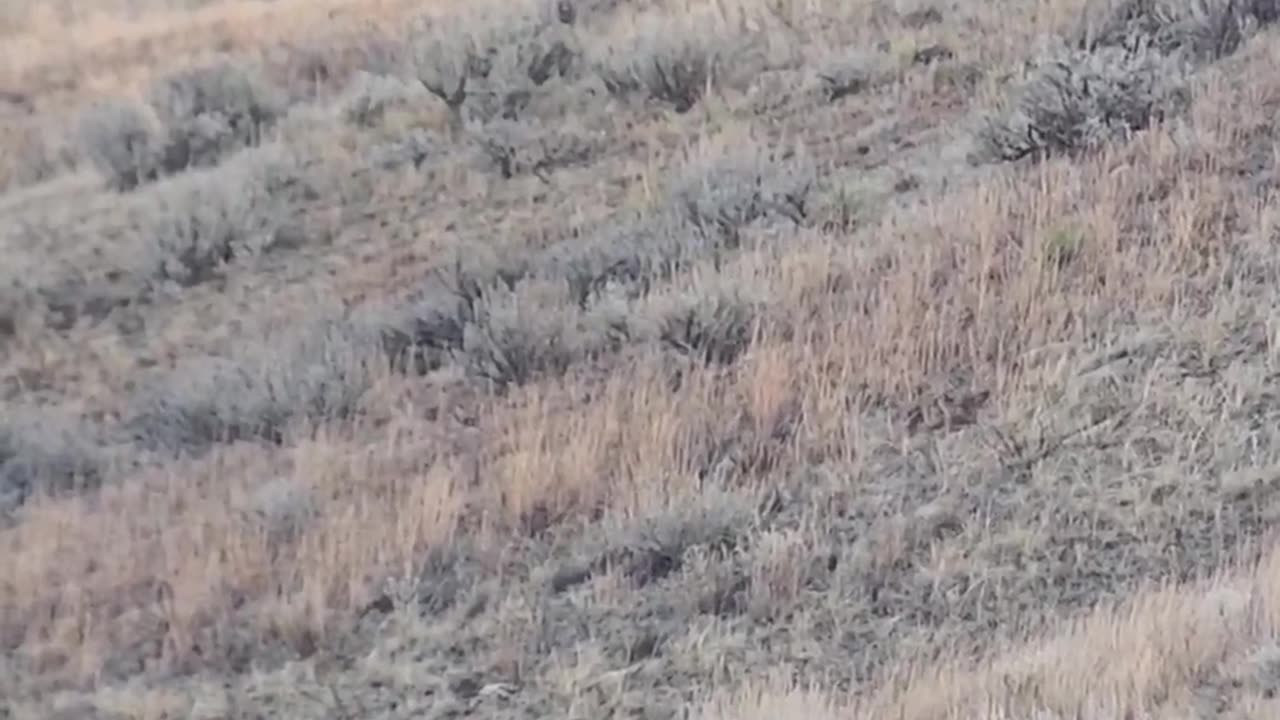 Long range Mule deer hunt