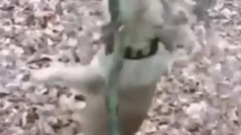 FUNNY ANIMAL MOMENTS - BEST ANIMAL WORLD VIDEOS IV