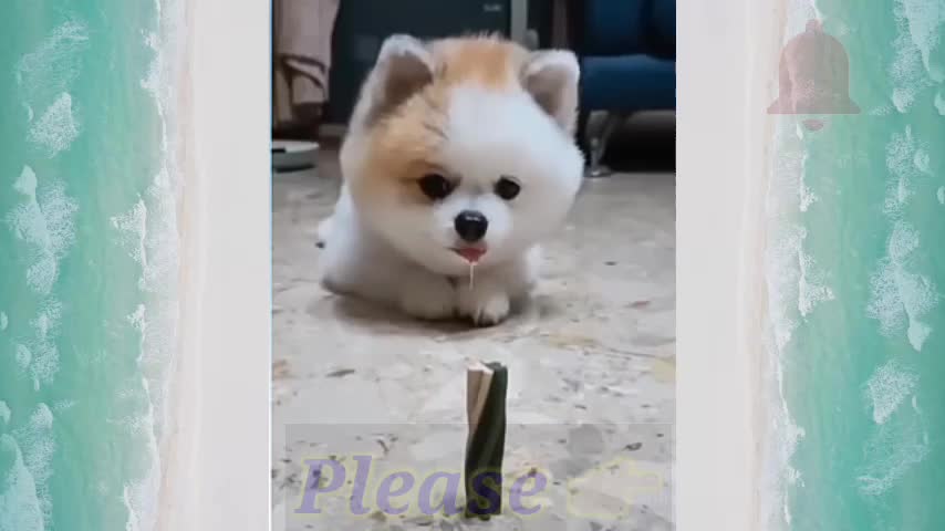 Rumble/cute dog animal video ,best viral video 2022