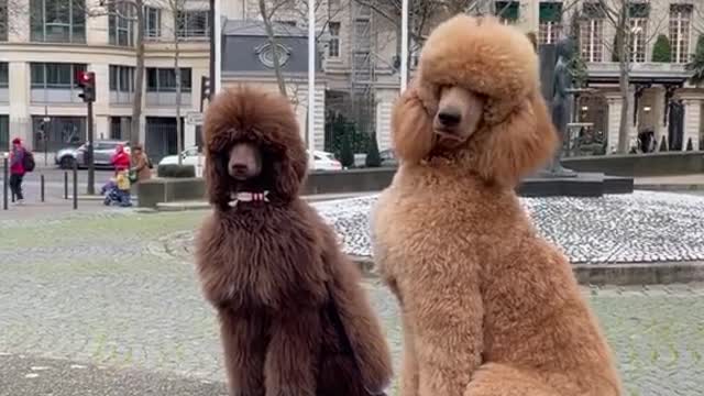 poodlenation#cute#poodlelover