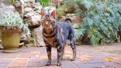 A Pet Cat Standing On The Brick Floor Of A Garden