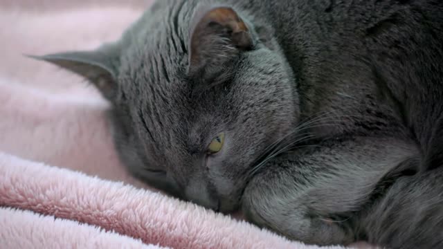 Cute gray cat laying on bed blanket relaxing