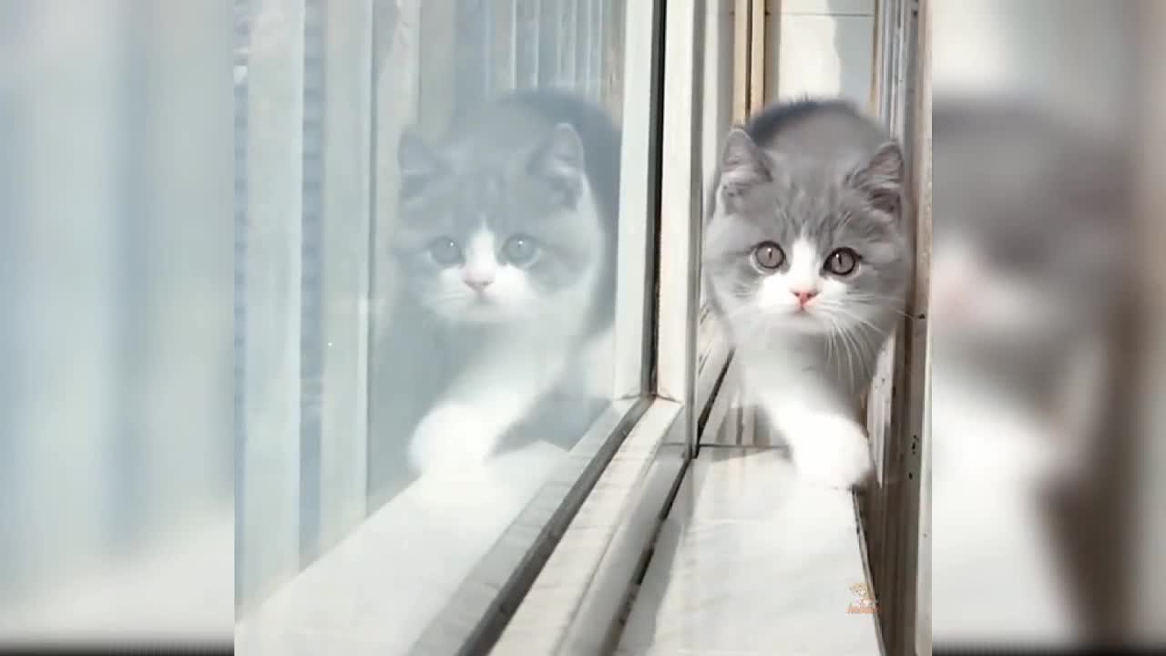 Baby Cats - Cute and Funny Cat Video Compilation Baby cat