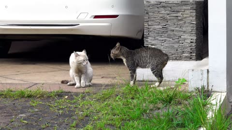 🆚Funny cat fight and black cat against white cat