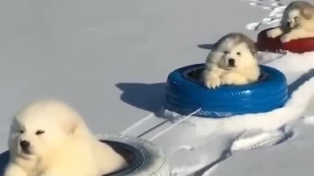 Mod booster súper cúter😍🥰 Alaskan