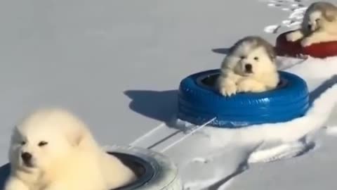 Mod booster súper cúter😍🥰 Alaskan