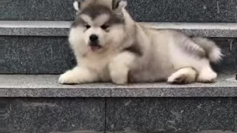 cute dog