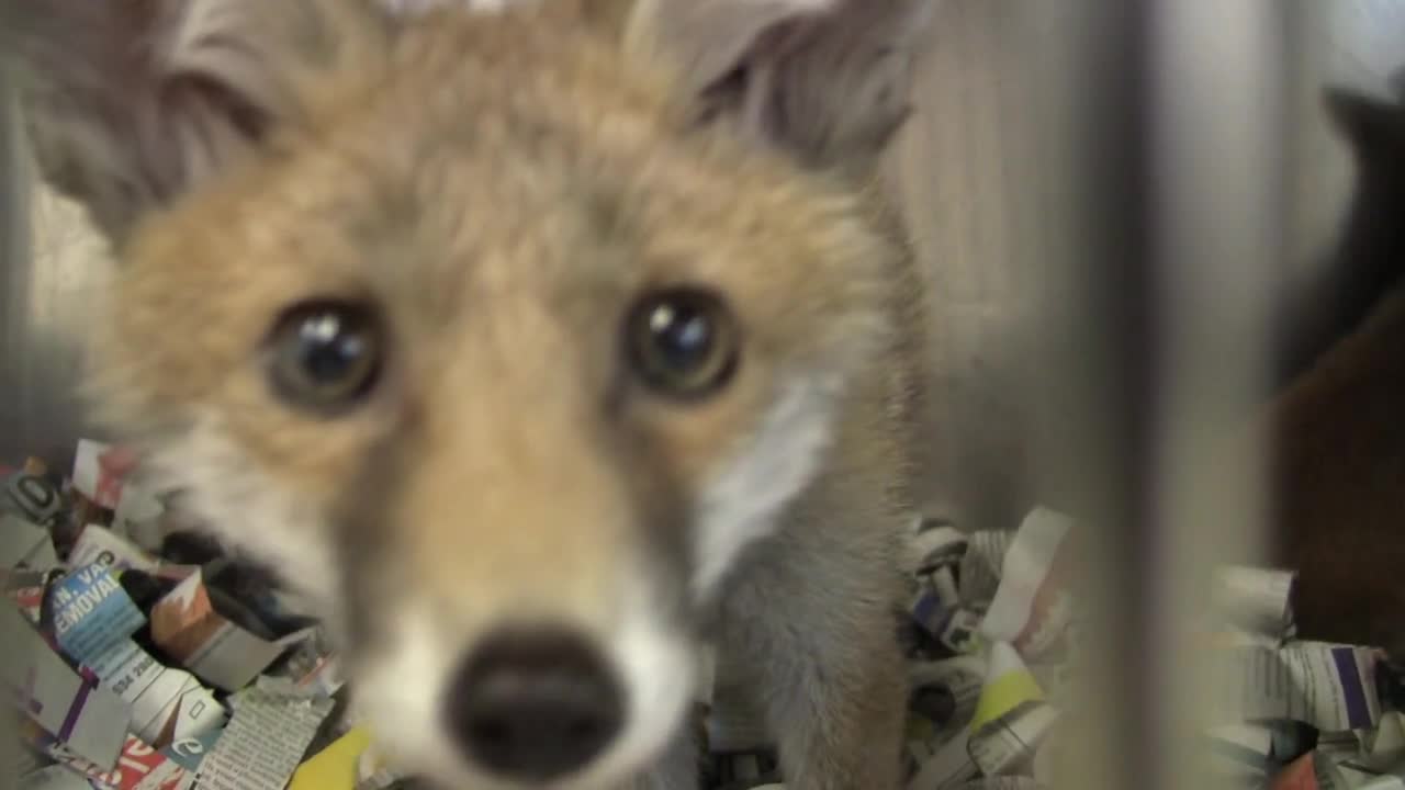The Fox Project - Tunbridge Wells - UK