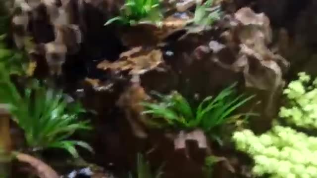 Landscape works in fish tanks(11)