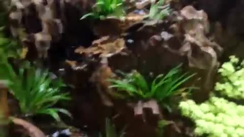 Landscape works in fish tanks（11）