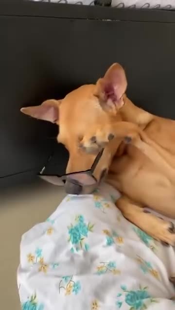 How to groom your dog 😁🐶🐕