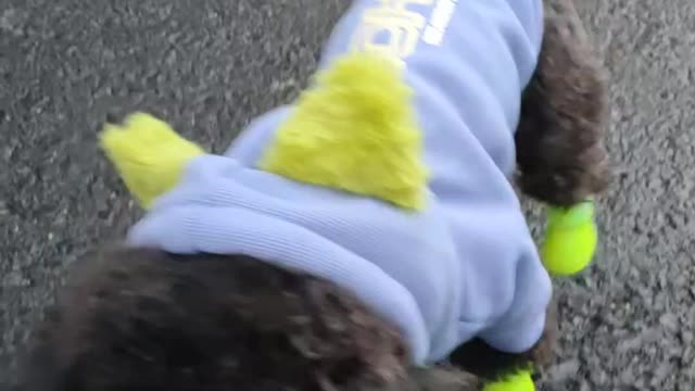 puppy