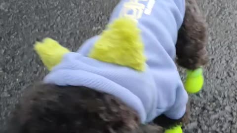 puppy