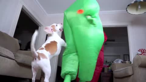 Dog Gets Surprise Dance Party wChub Suit Men Nic Cage Funny Dog Maymo