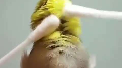 Little bird`s ''massage'' time