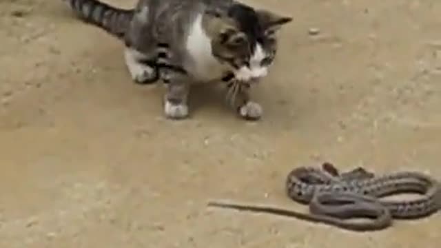 🐍🐍 snake vs cat 🐈😺