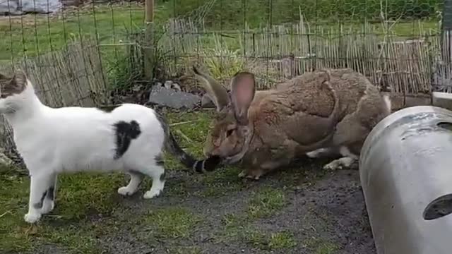 Bunny playing with cat ! Surprise, Never seen before