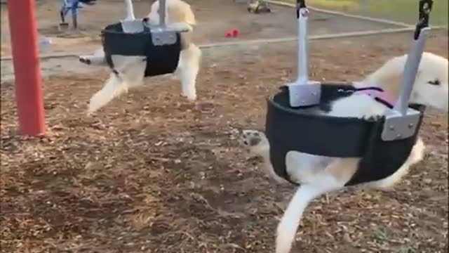 Funniest Animals Video - Best Cats😹 and Dogs🐶 Videos of the Week 2022!