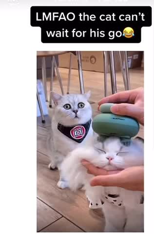 Cat can’t wait for head massage