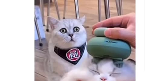 Cat can’t wait for head massage