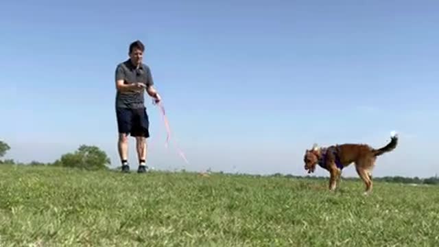 How to train your dog come when call with any dog.