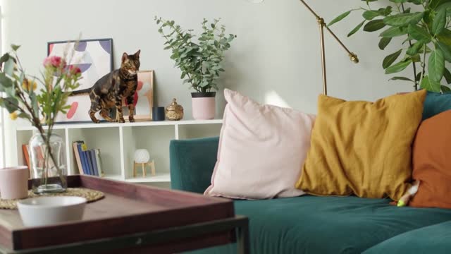 Bengal cat jumping from shelf. Brown kitten jumps on sofa