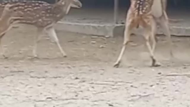 Have you ever seen a deer fight?