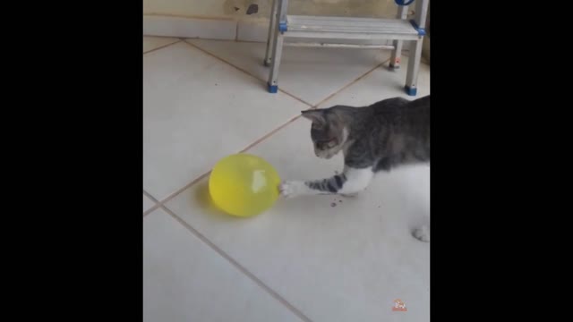 cat playing funny video