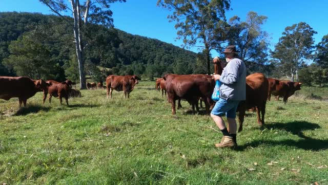 52-Drought Master Cattle resting 5.06.2022