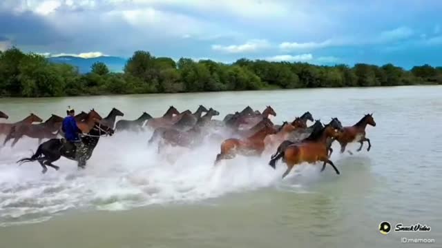 Horse riding best horses