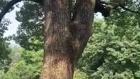 A tree planted by grandpa