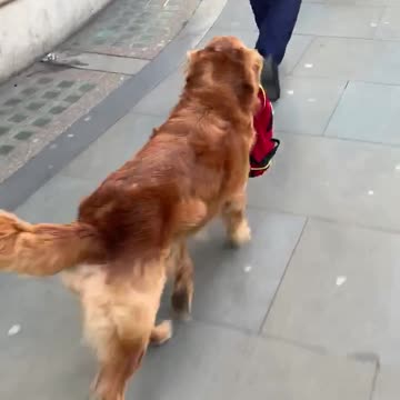 Helpful pup carries kid's backpack to school for him