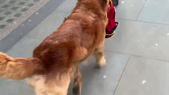 Helpful pup carries kid's backpack to school for him