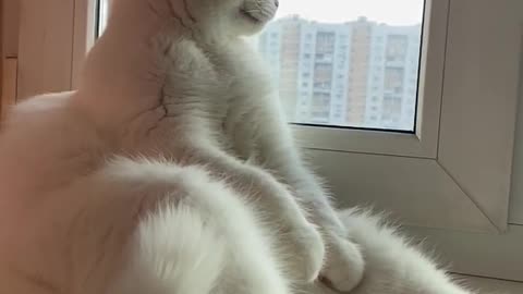 Cat Consumed by Deep Thoughts