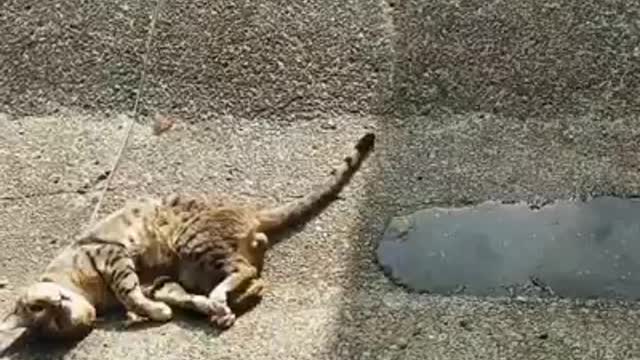 Funny cat distracted from a nap