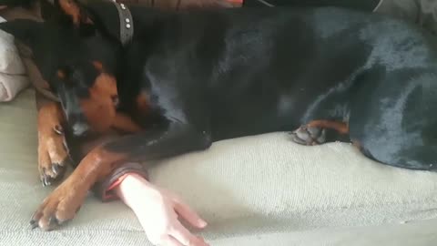 The puppy likes the owner's arm pillow