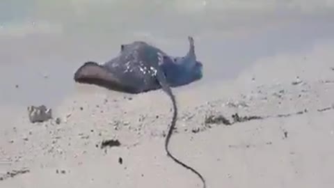 Poor ray fish