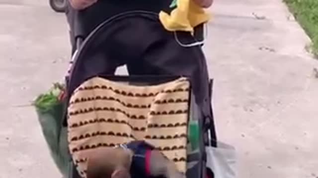 Monkeys happy 😃