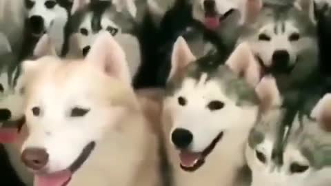 A group of obedient dogs are lining up to be fed