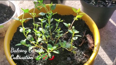 Balcony Gardening Cultivation Tips _ Alice Kay H