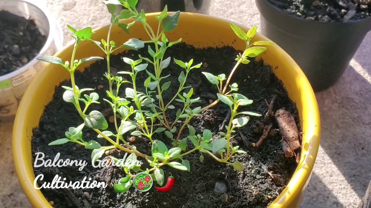 Balcony Gardening Cultivation Tips _ Alice Kay H