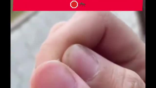 Mosquitos de bil gates modificados geneticamente