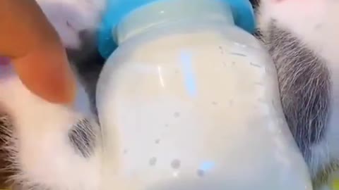 cat taking baby bottle cuteness to the extreme