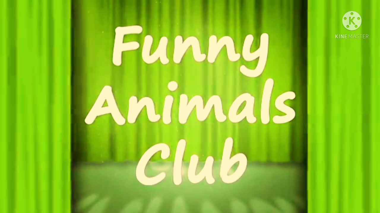 Catcomedy videos entertainment videos animals entertainment