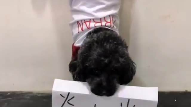 The dog who has done wrong has a stubborn face and refuses to admit it