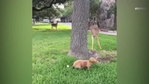 Playful Deer Plays With Dog