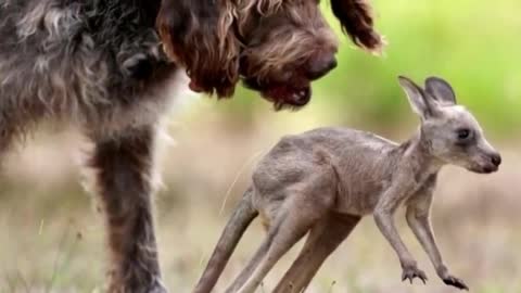UNBELIEVABLE - ANIMAL ADOPTING ANOTHER ANIMAL
